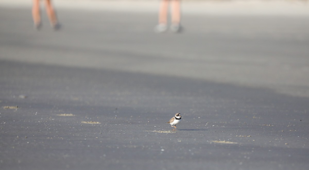 Semipalmated Plover - Laurel Barnhill