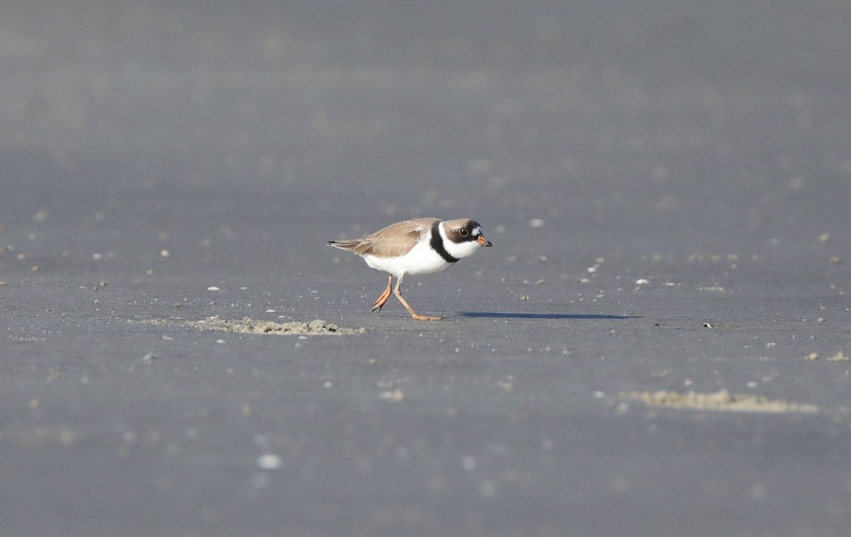 Semipalmated Plover - Laurel Barnhill