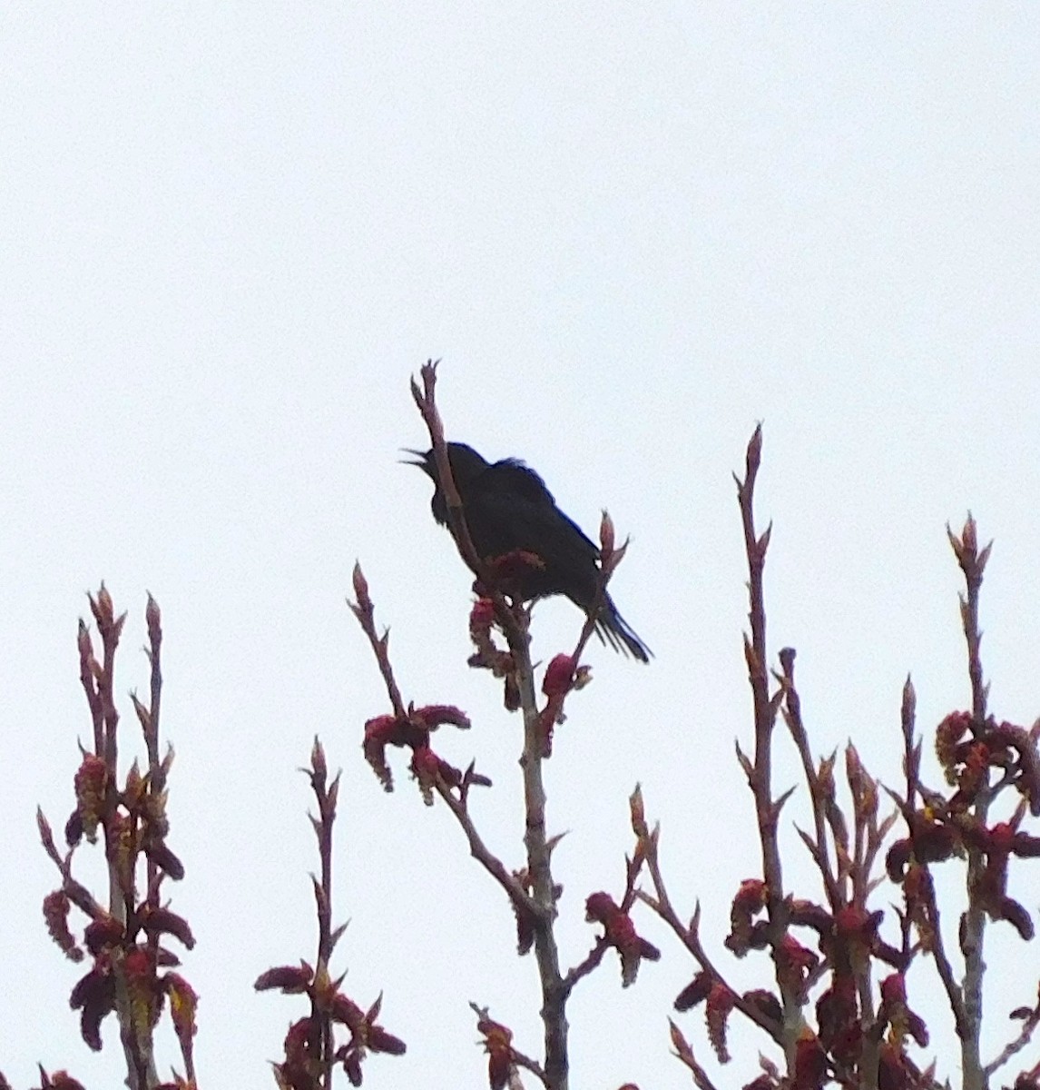 Rusty Blackbird - Dan Bilderback