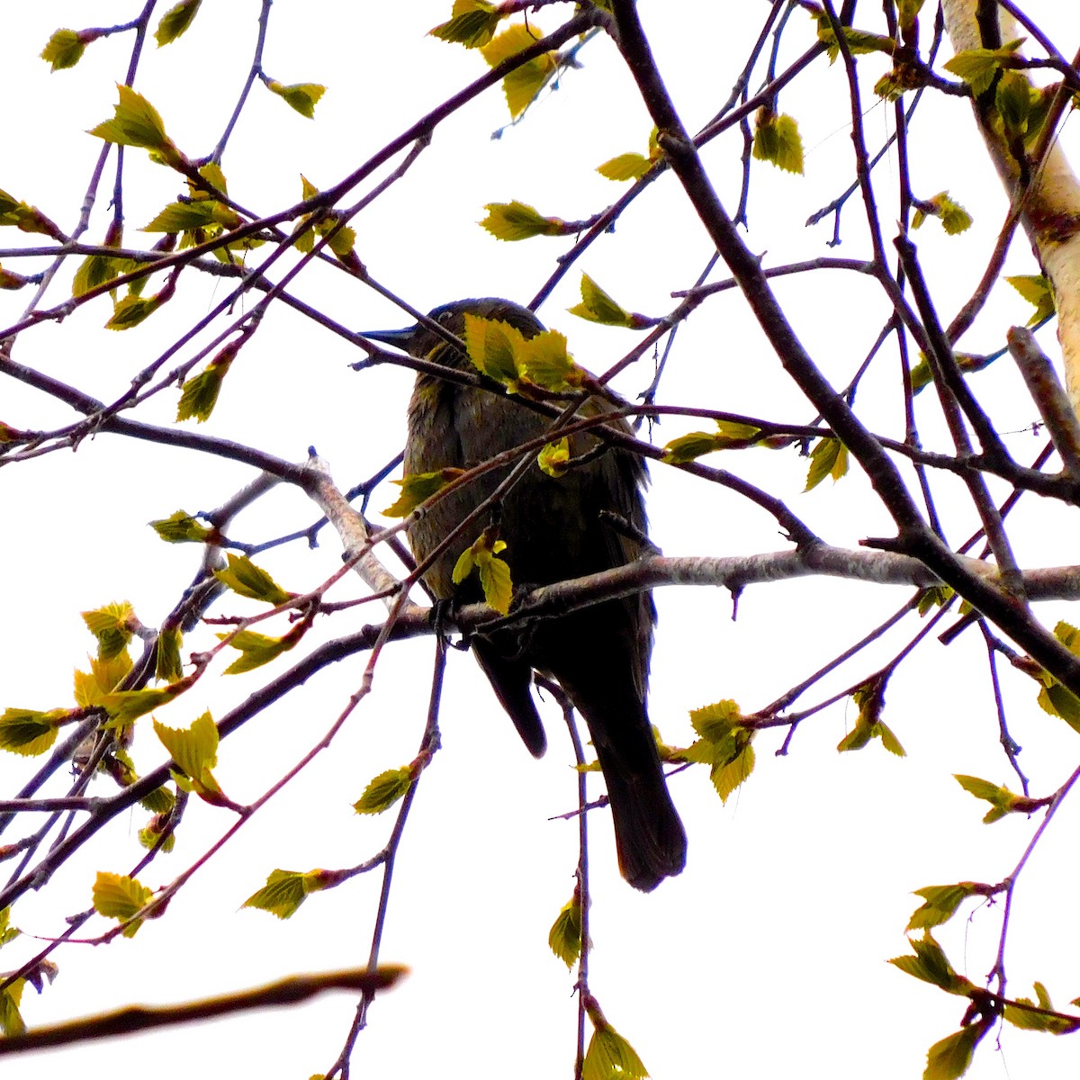 Rusty Blackbird - Dan Bilderback