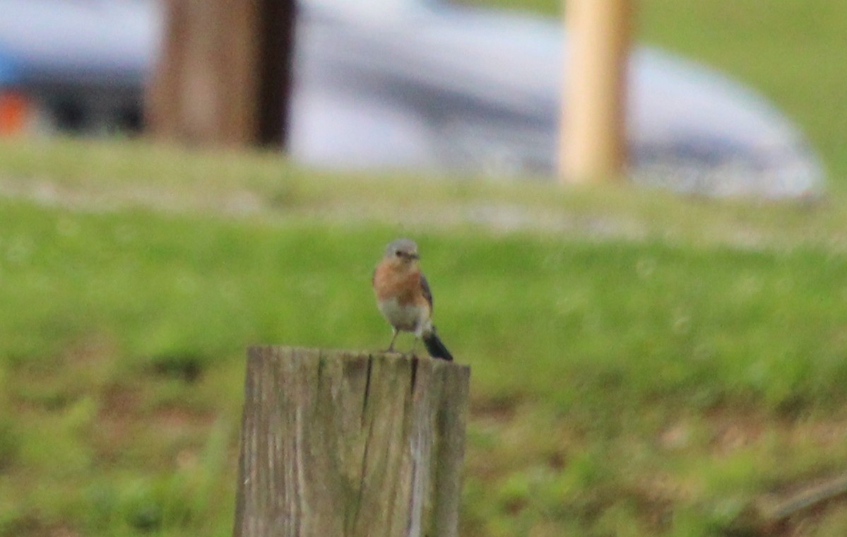 Eastern Bluebird - ML618860193