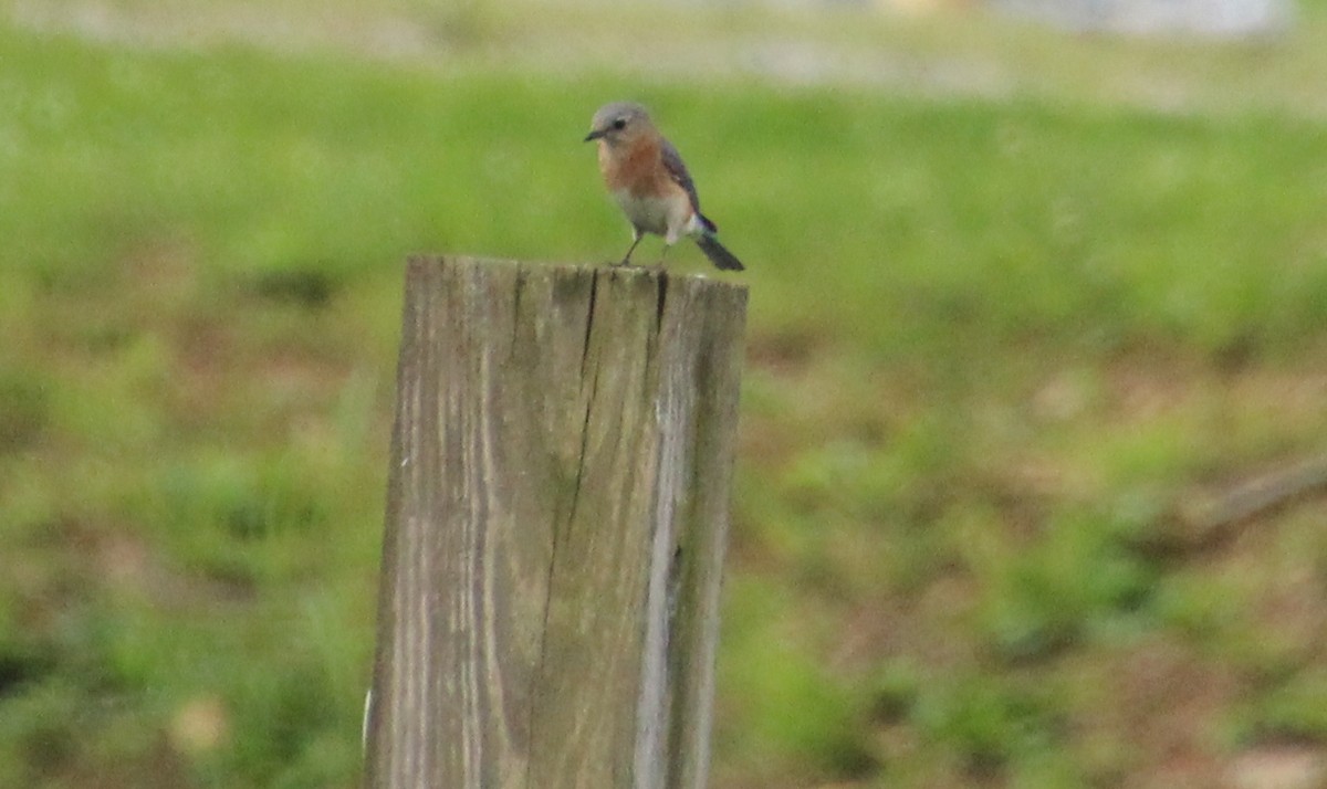 Eastern Bluebird - Carole Swann