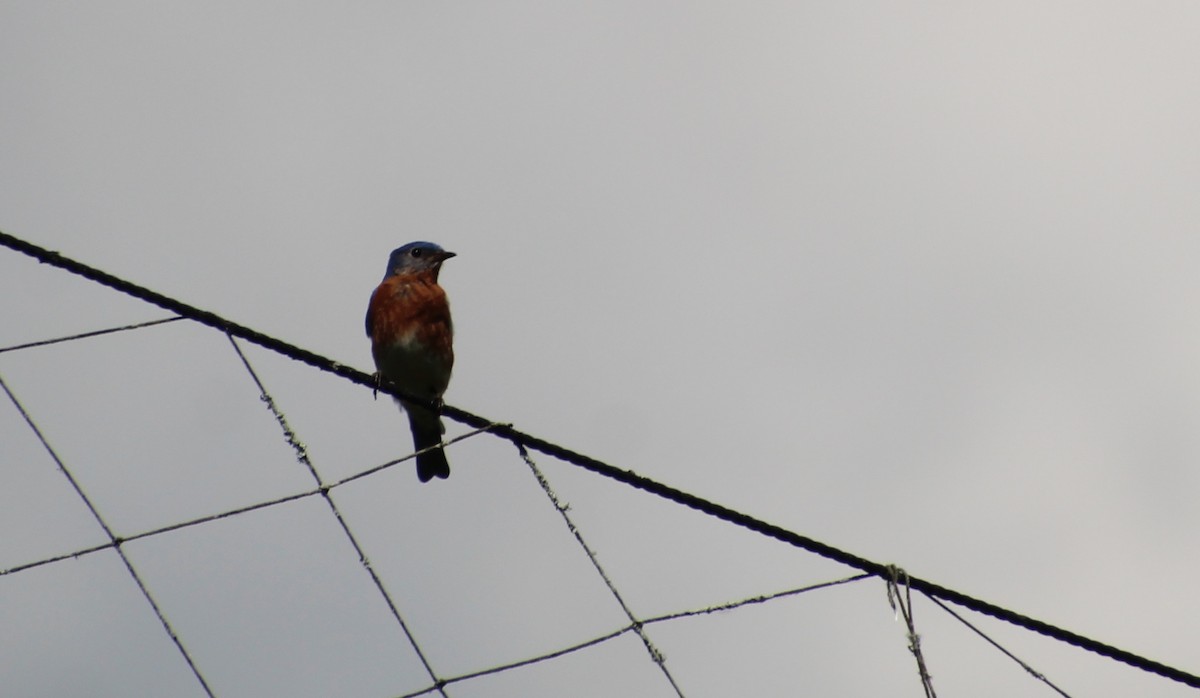 Eastern Bluebird - Carole Swann