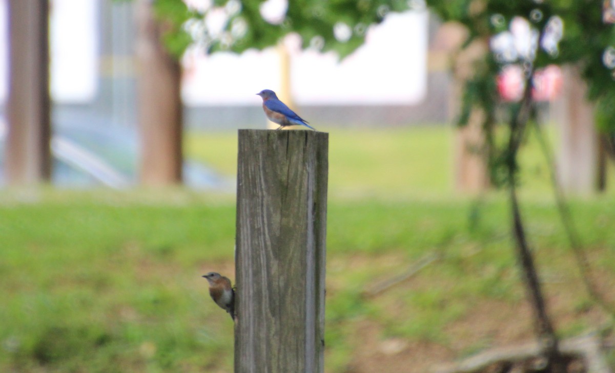 Eastern Bluebird - Carole Swann