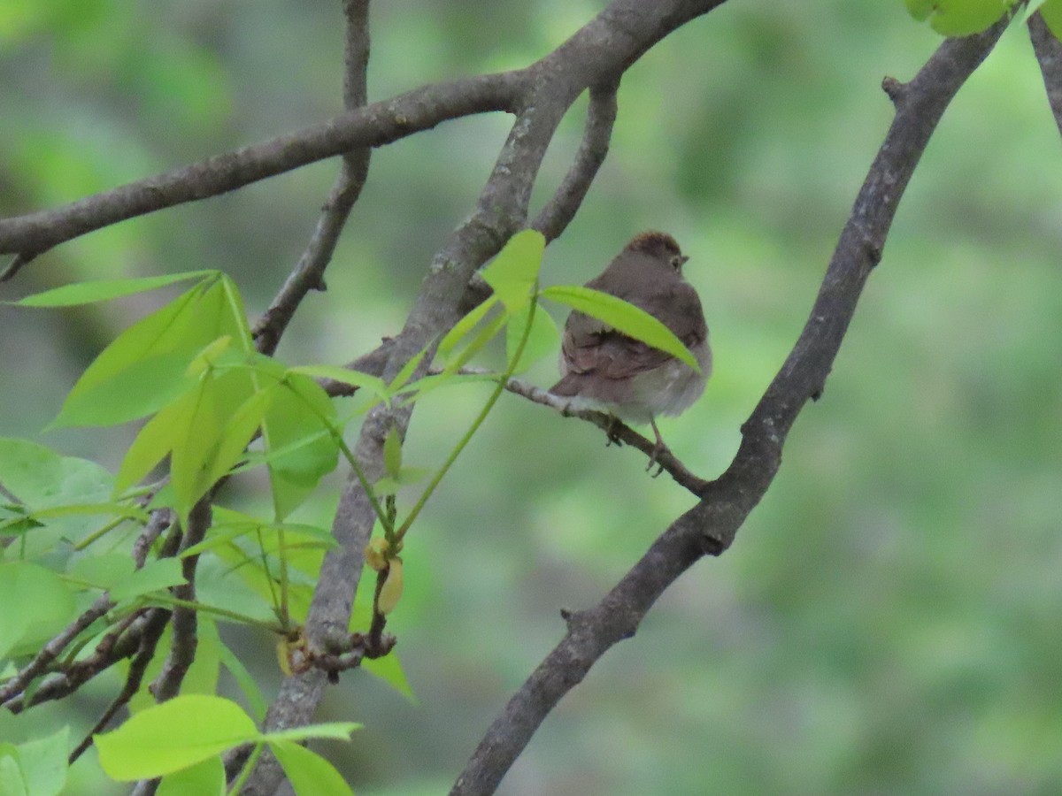 Swainson's Thrush - Samuel Heilman