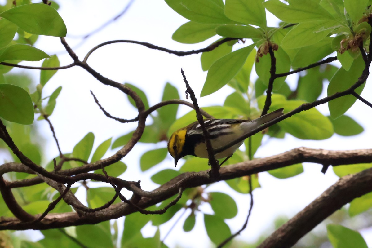 Black-throated Green Warbler - aaron lehr