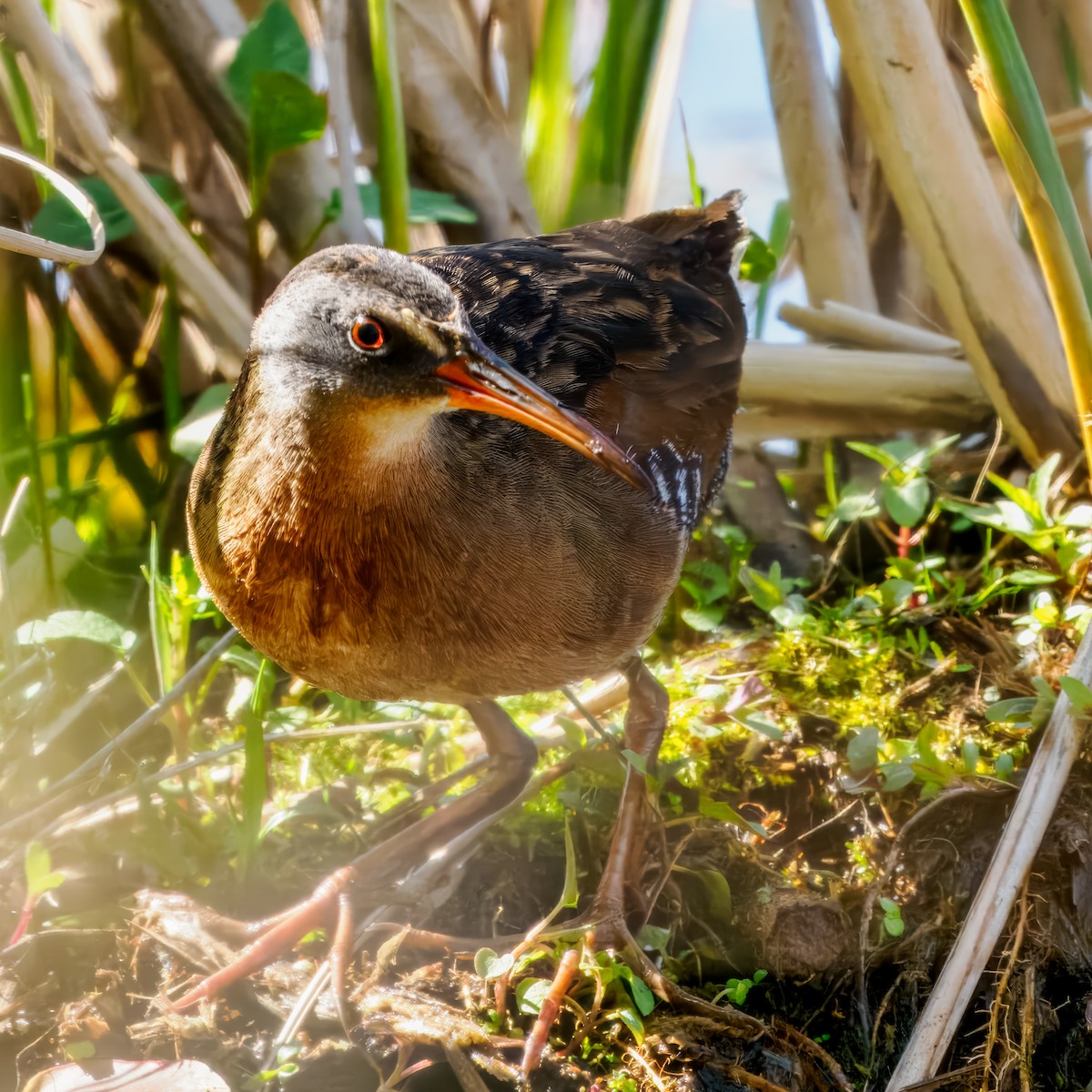 Virginia Rail - Steven Meisel