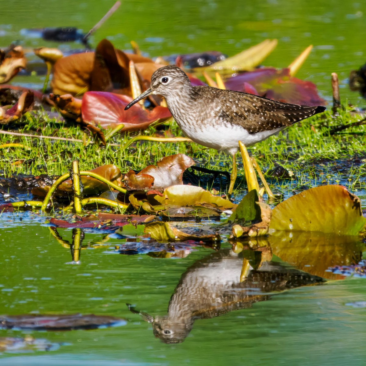 Solitary Sandpiper - Steven Meisel