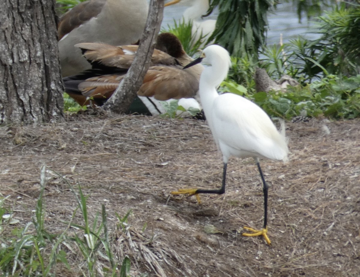 Snowy Egret - Joanne "JoJo" Bradbury