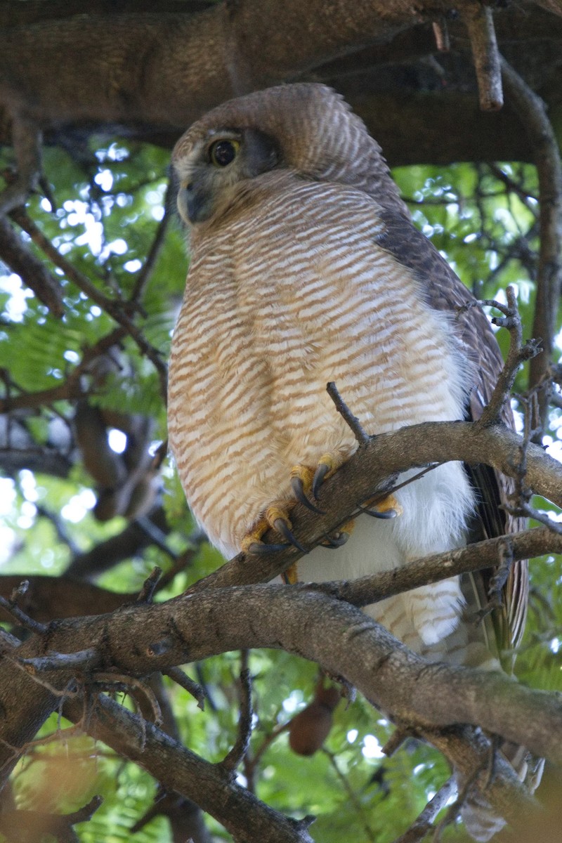 Rufous Owl - Ed Pierce