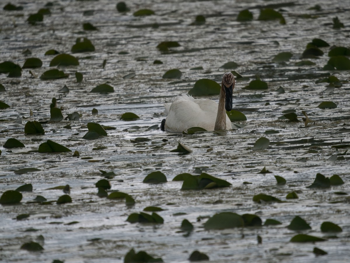 Trumpeter Swan - Mark Cloutier