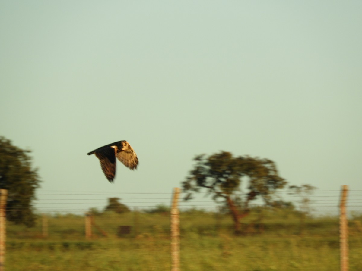 Short-eared Owl - ML618860258