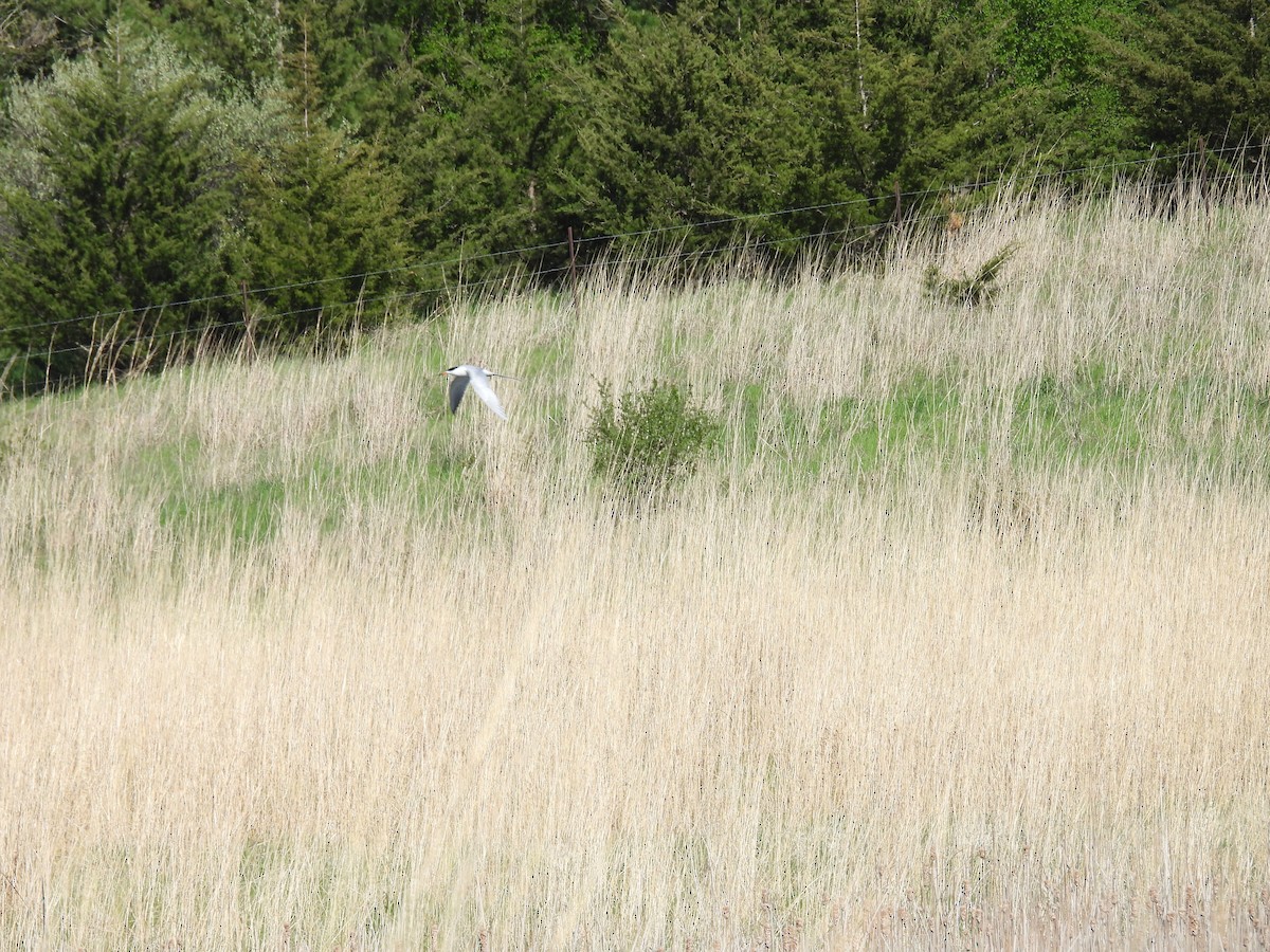 Forster's Tern - Clayton Will