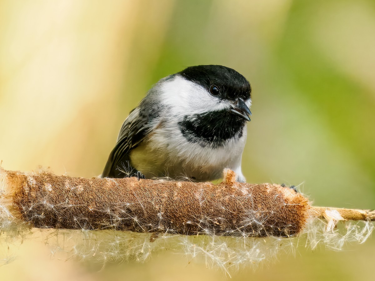 Black-capped Chickadee - Steven Meisel