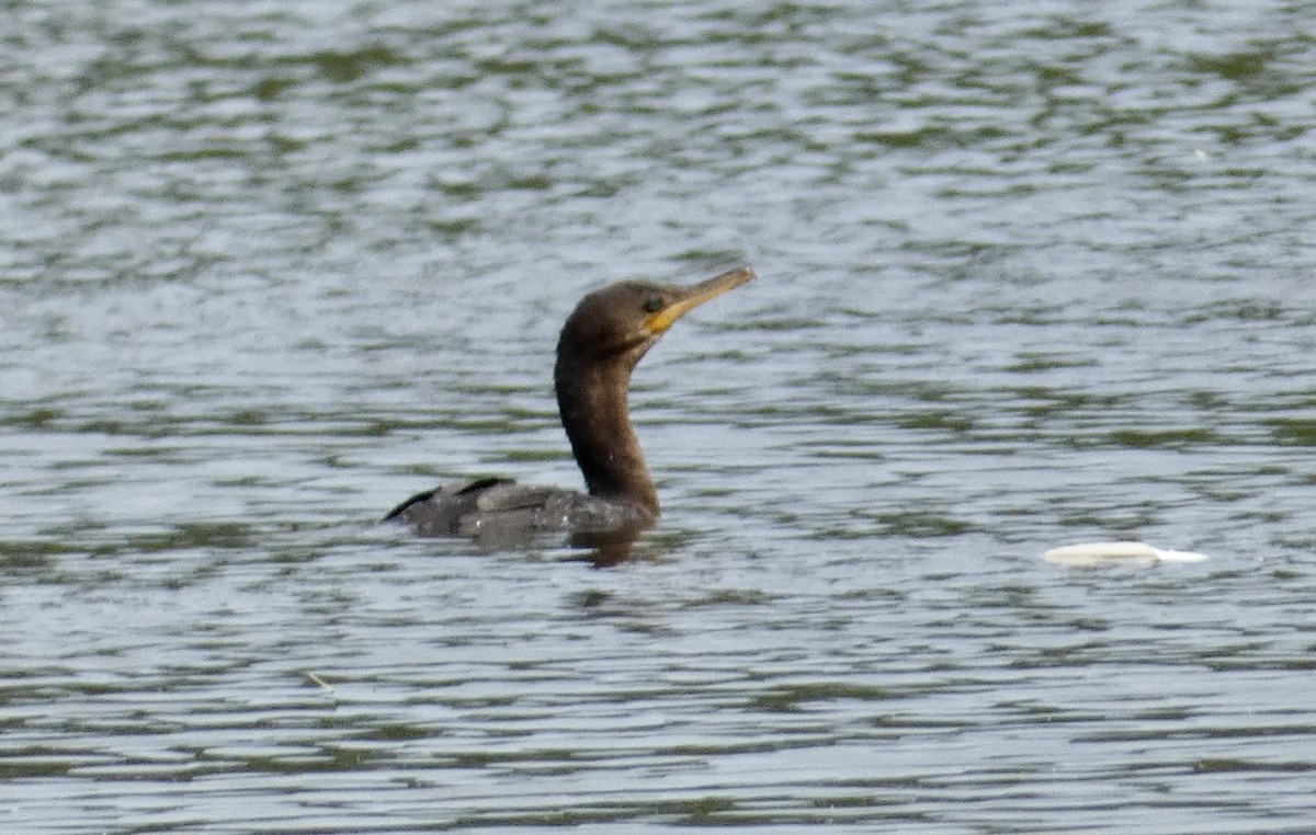 Neotropic Cormorant - Joanne "JoJo" Bradbury