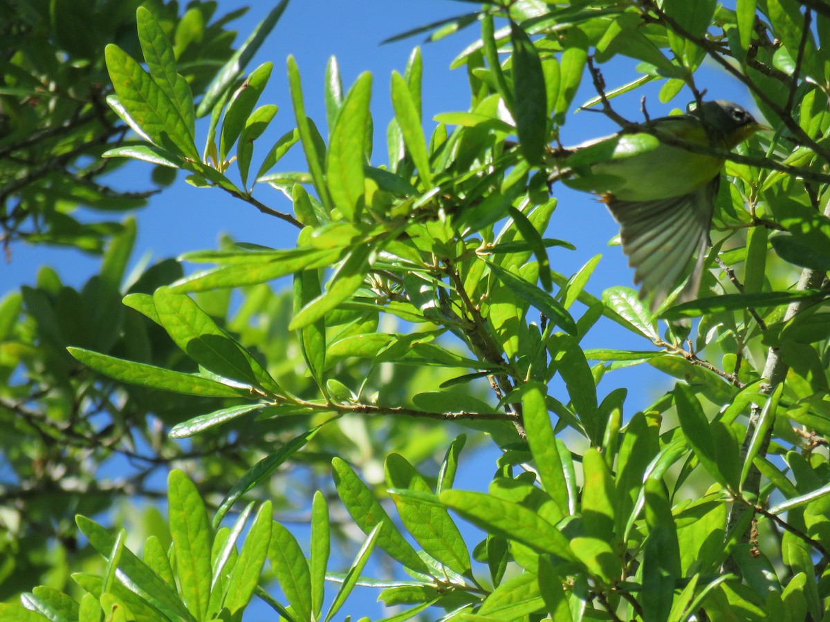 Northern Parula - Sam Holcomb