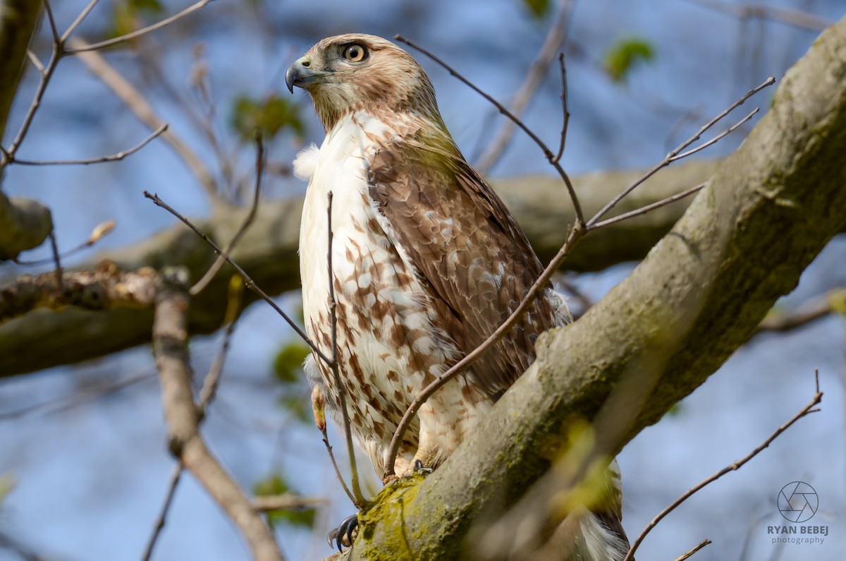 Red-tailed Hawk - Ryan Bebej