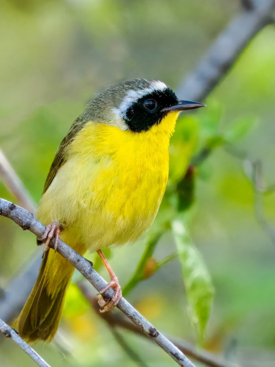 Common Yellowthroat - Steven Meisel