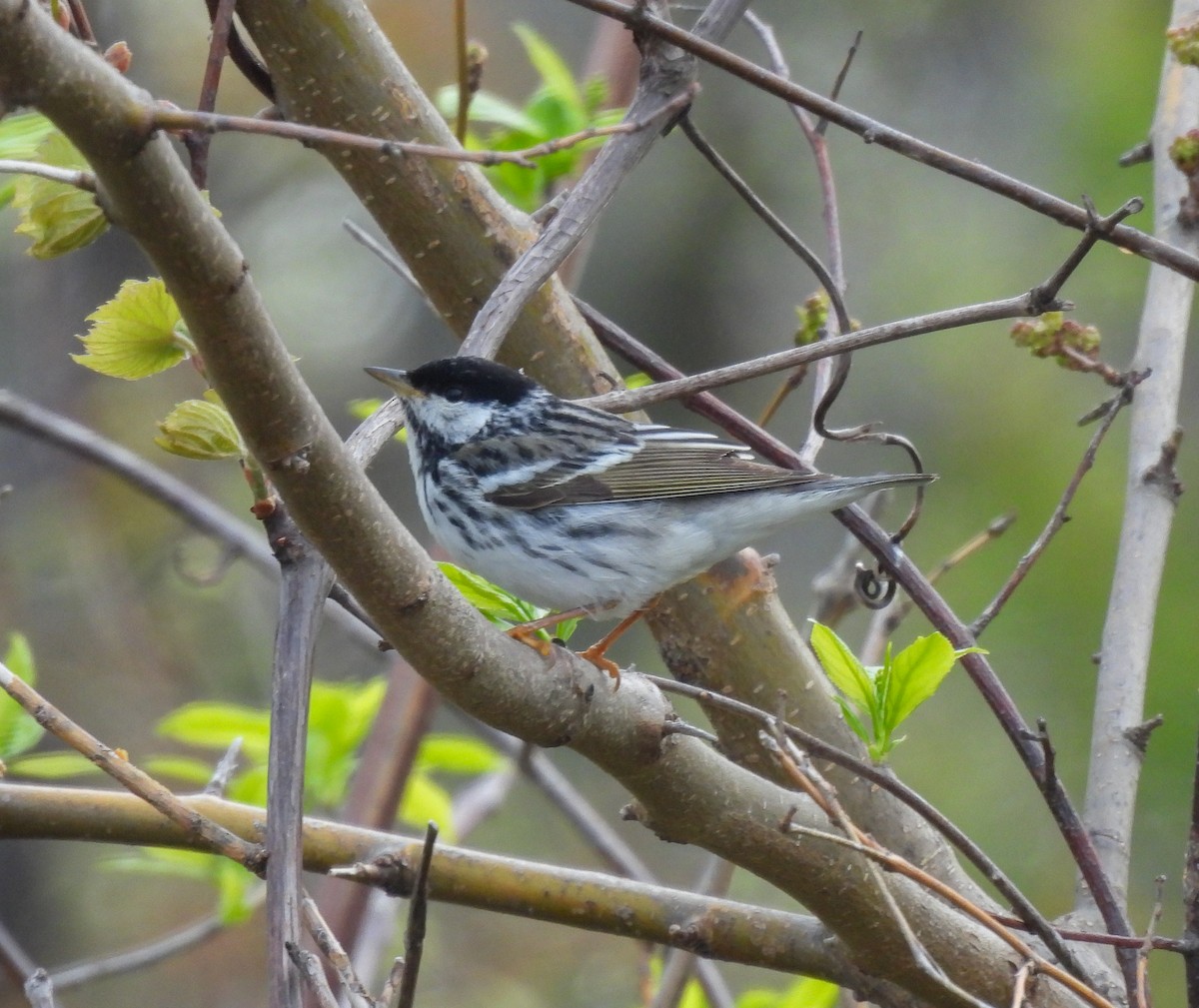 Blackpoll Warbler - Jay Solanki