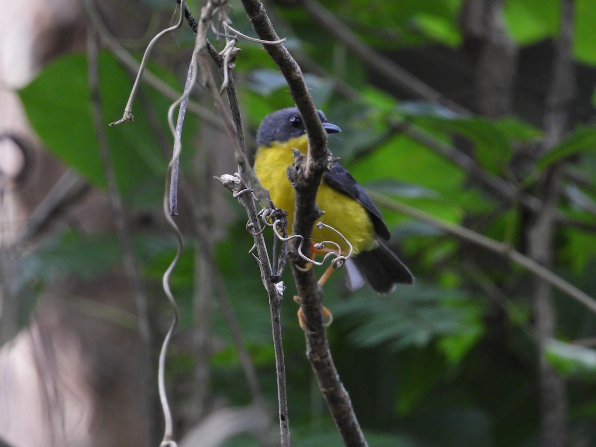 Gray-and-gold Warbler - Francisco Sornoza