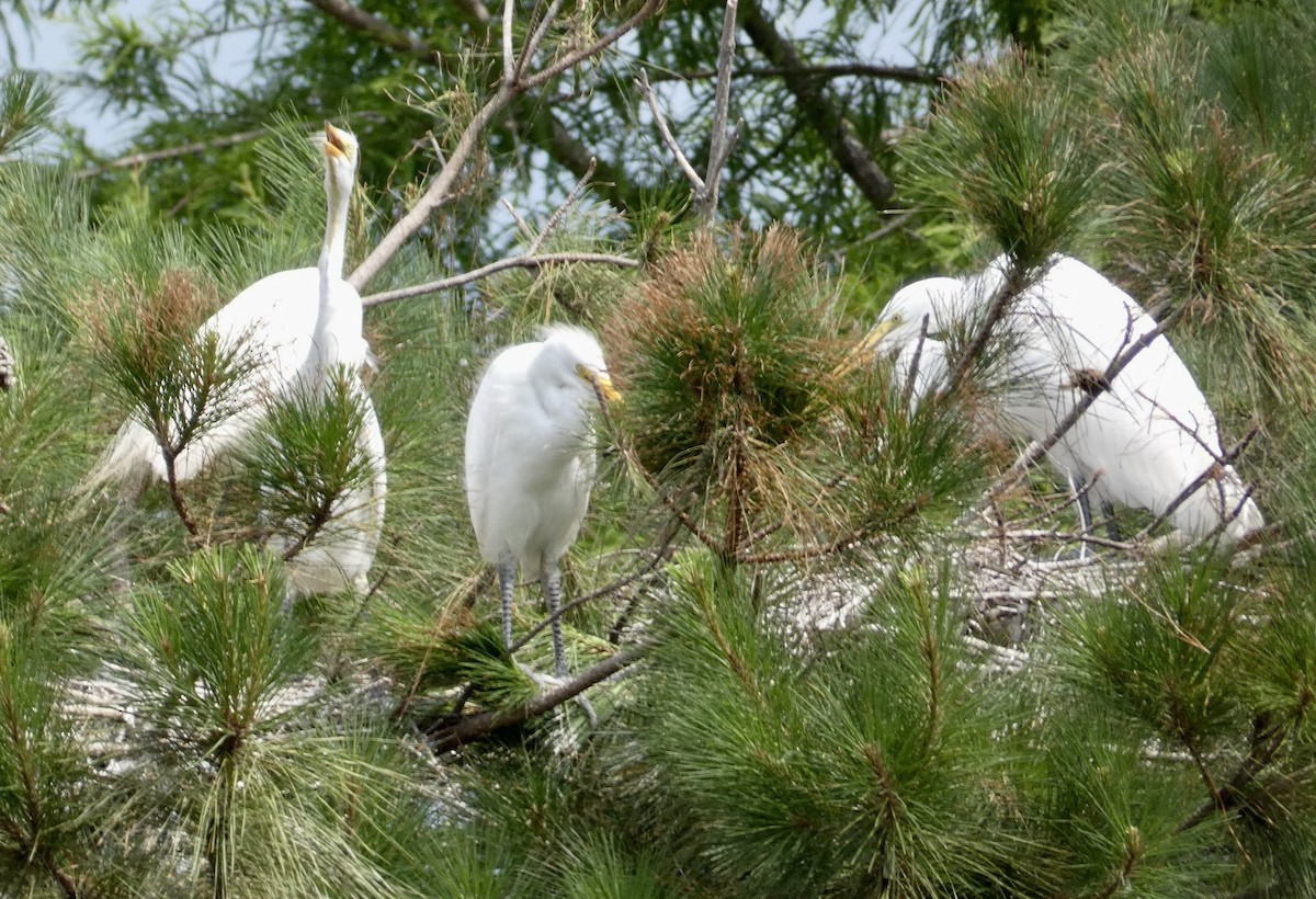 Great Egret - Joanne "JoJo" Bradbury