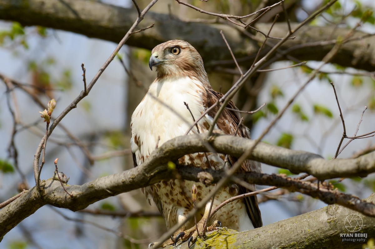 Red-tailed Hawk - Ryan Bebej