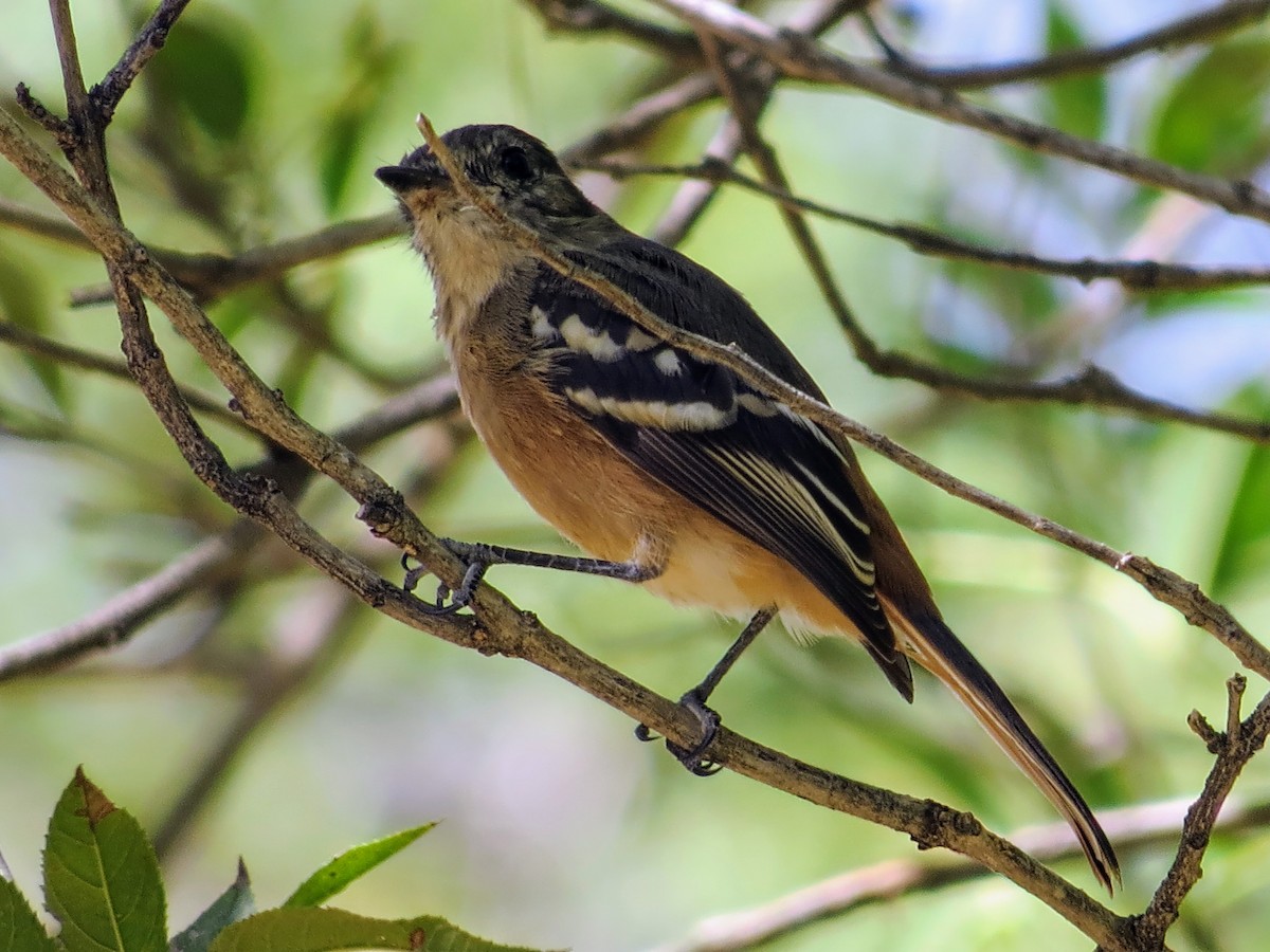 White-winged Black-Tyrant - ML618860286