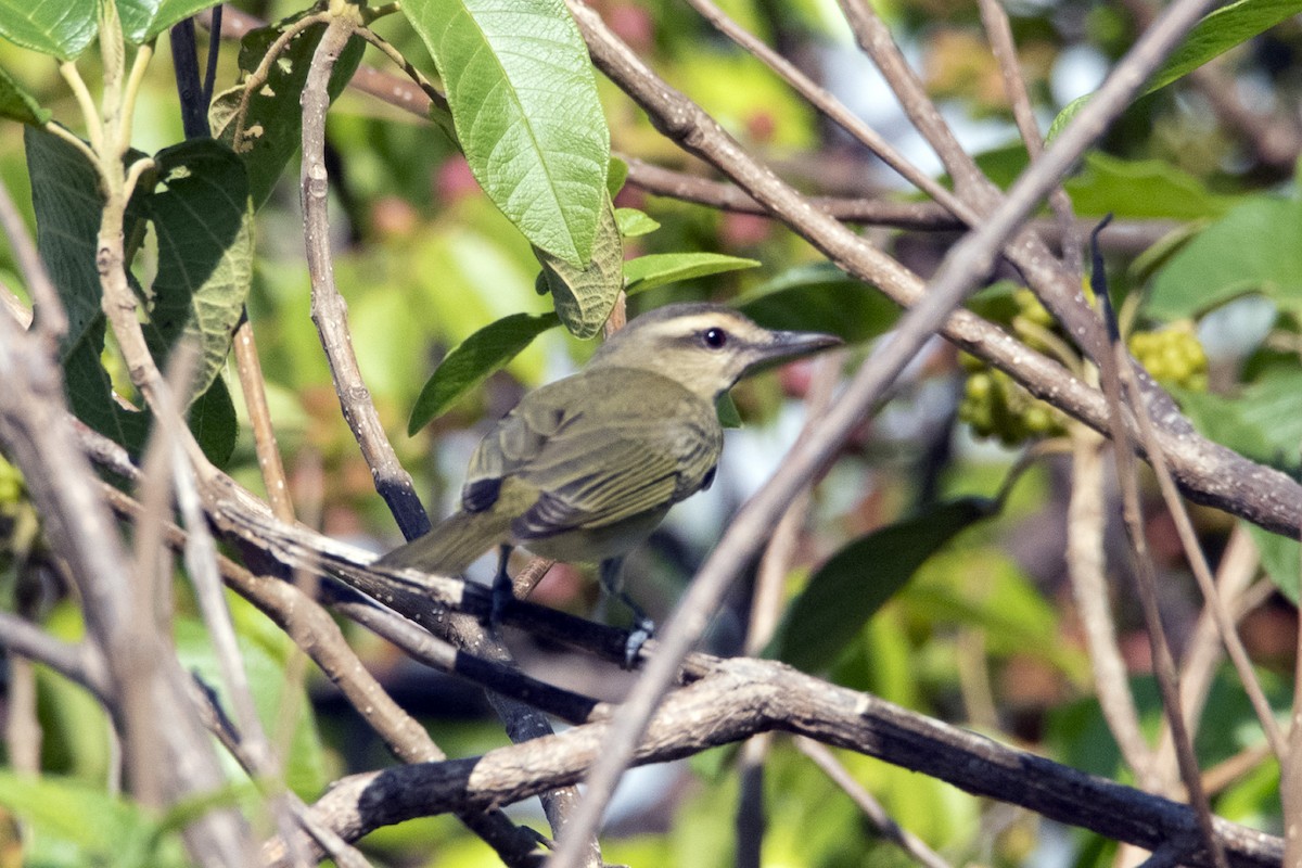 Black-whiskered Vireo - Denny Swaby