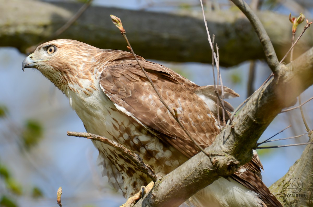 Red-tailed Hawk - Ryan Bebej