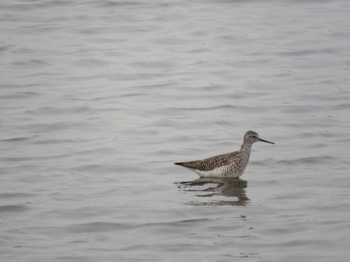 Lesser Yellowlegs - Sheila Hale