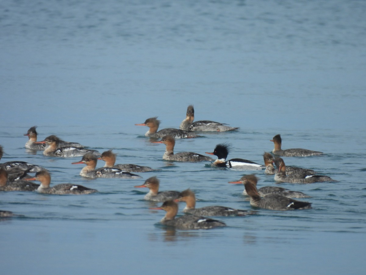 Red-breasted Merganser - Jay Solanki