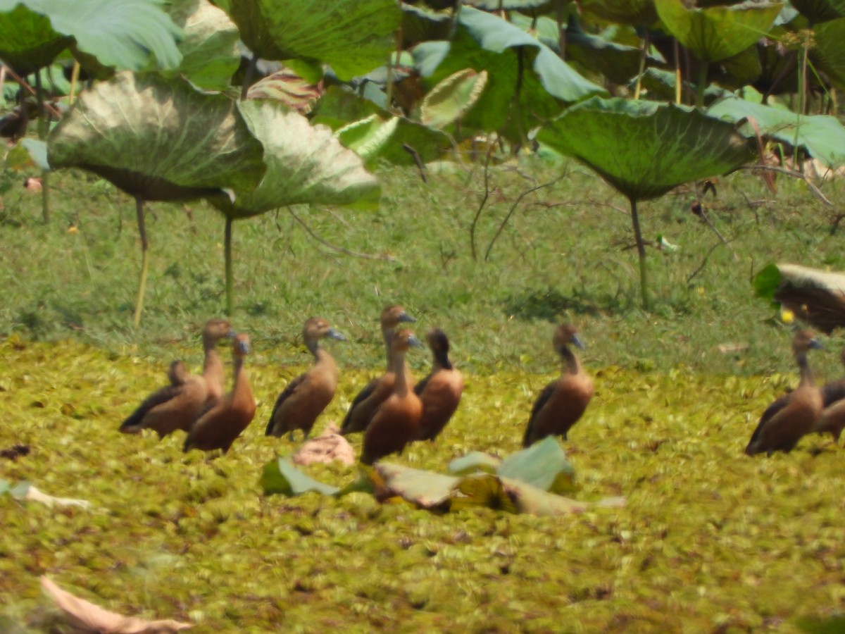 Lesser Whistling-Duck - ML618860327