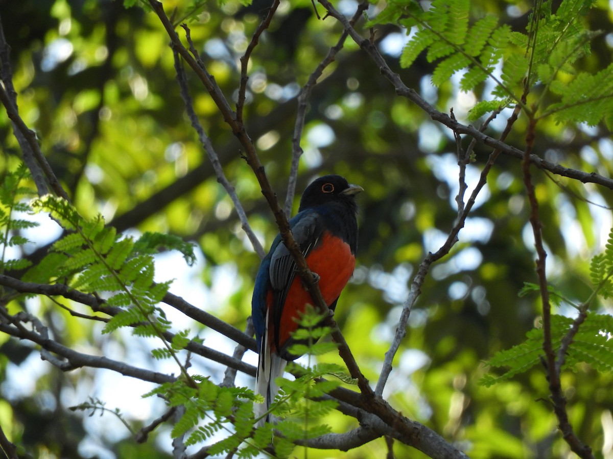 trogon surucua - ML618860334