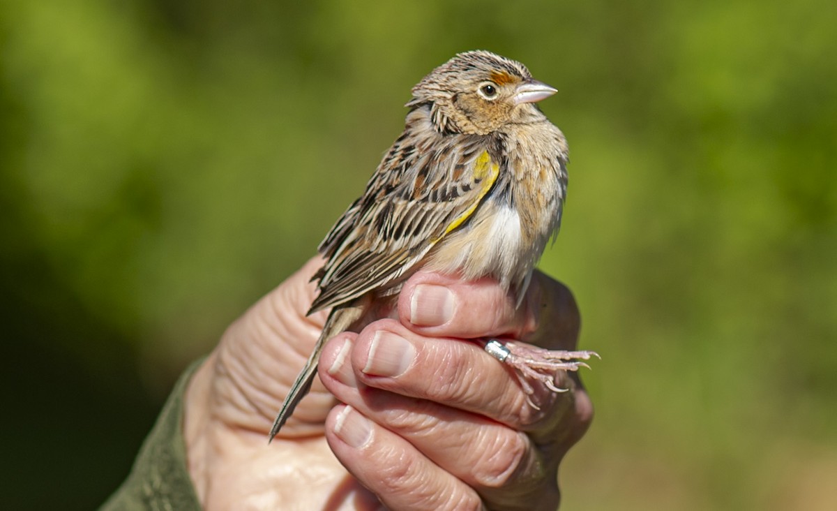 Grasshopper Sparrow - John Longhenry