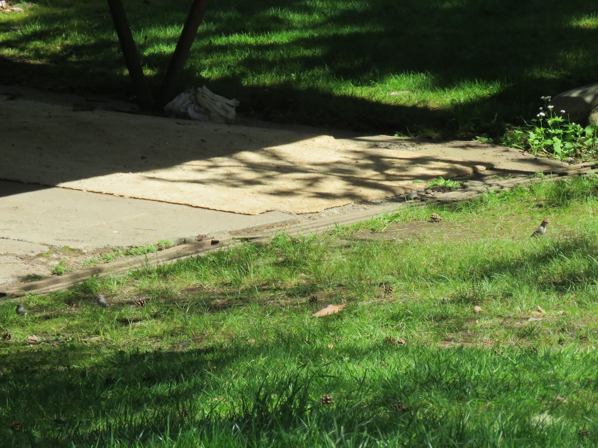 Chipping Sparrow - Phil Wegener