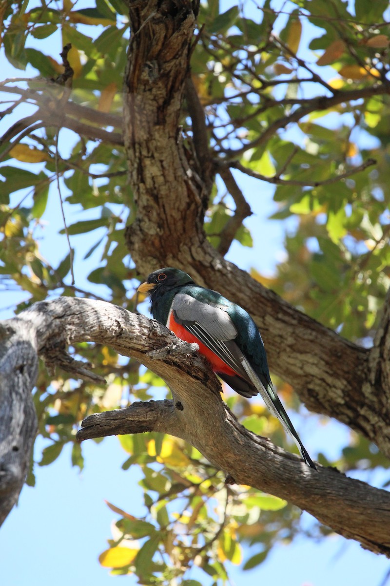 Elegant Trogon - Kaylee Bobbitt