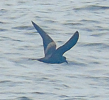 Markham's Storm-Petrel - Nicolás Zañartu Bonnefont