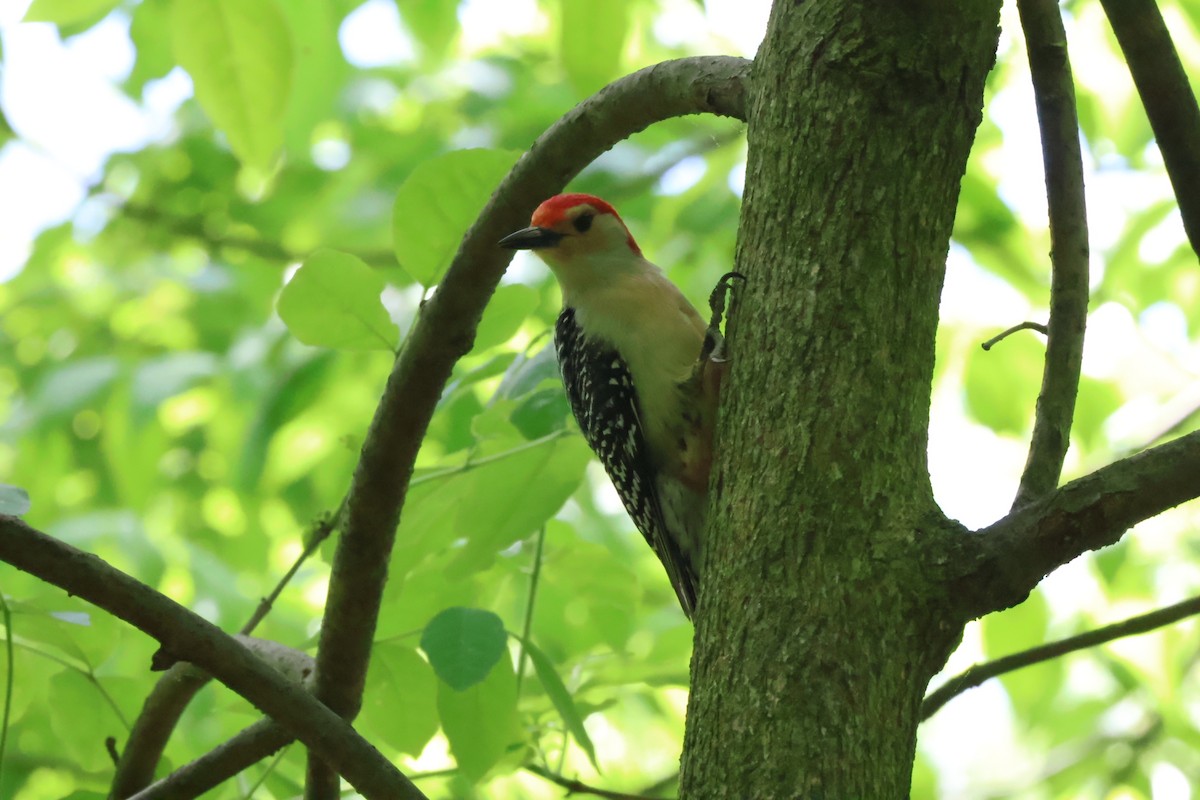 Red-bellied Woodpecker - aaron lehr