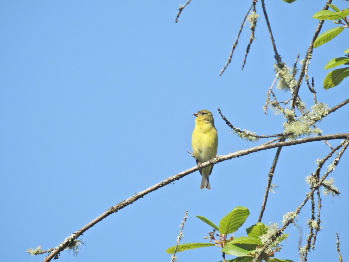 Lesser Goldfinch - ML618860358