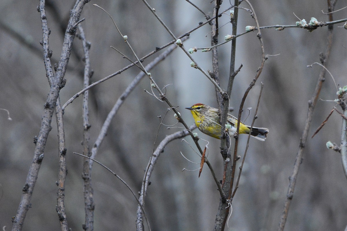 Palm Warbler (Western) - Nikolas Robinson