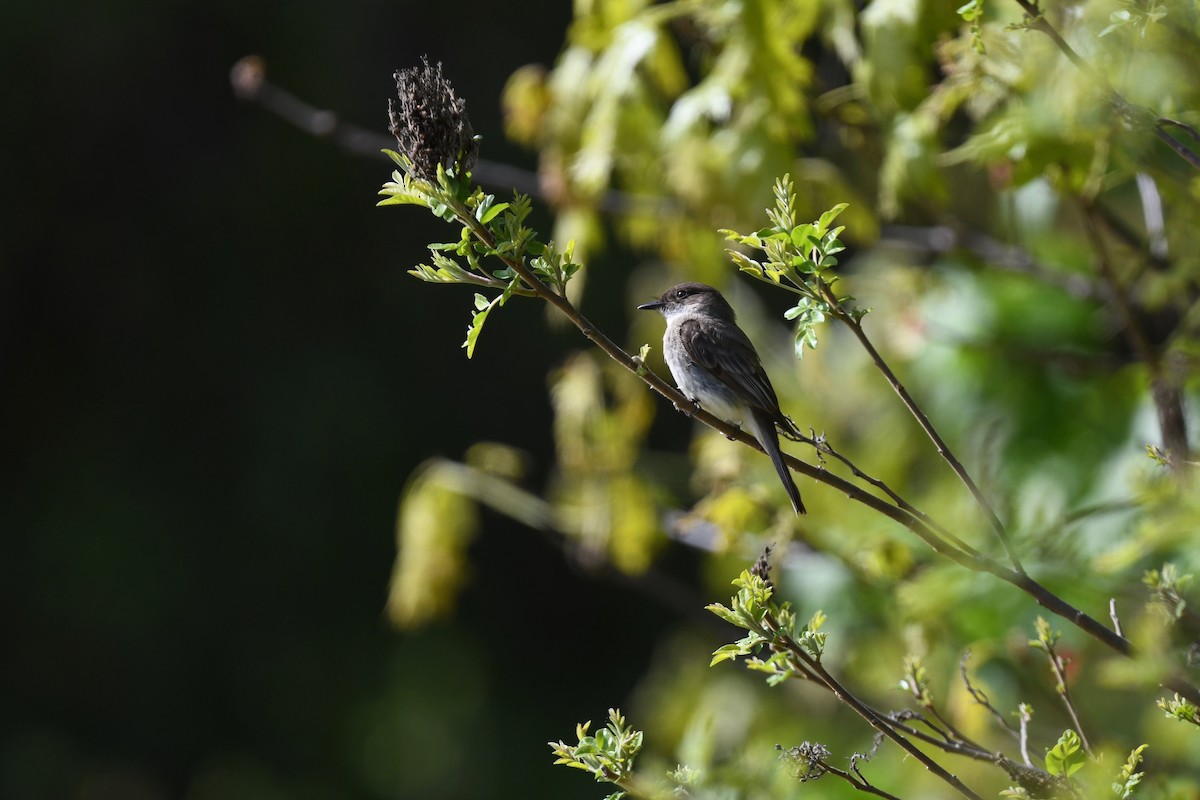 Eastern Phoebe - joe demko