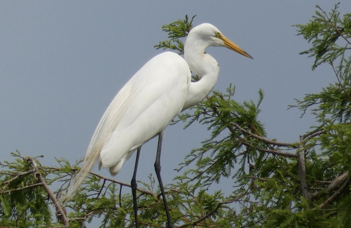 Great Egret - Joanne "JoJo" Bradbury