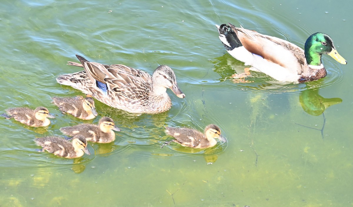 Mallard (Domestic type) - Remigio Miguel