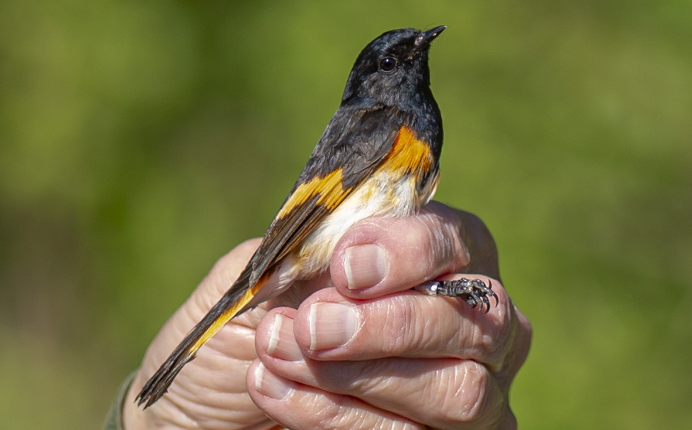 American Redstart - ML618860378