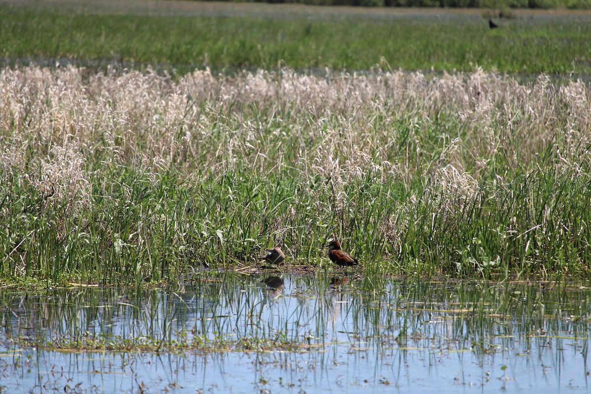 Cinnamon Teal - Casey Moore-Harris