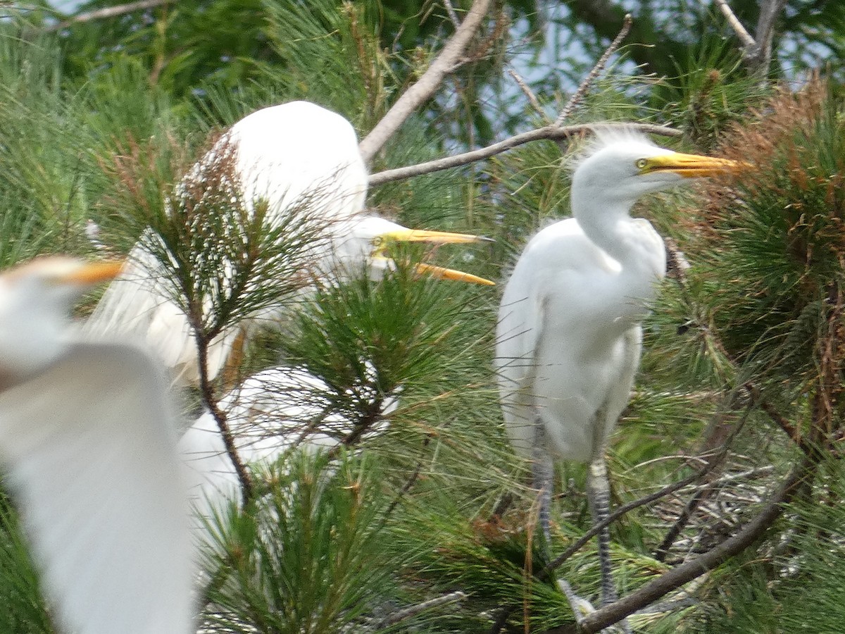 Great Egret - Joanne "JoJo" Bradbury