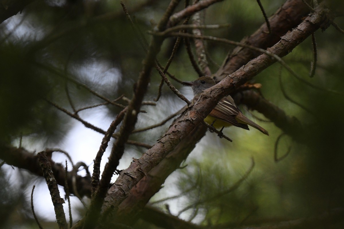 Great Crested Flycatcher - joe demko