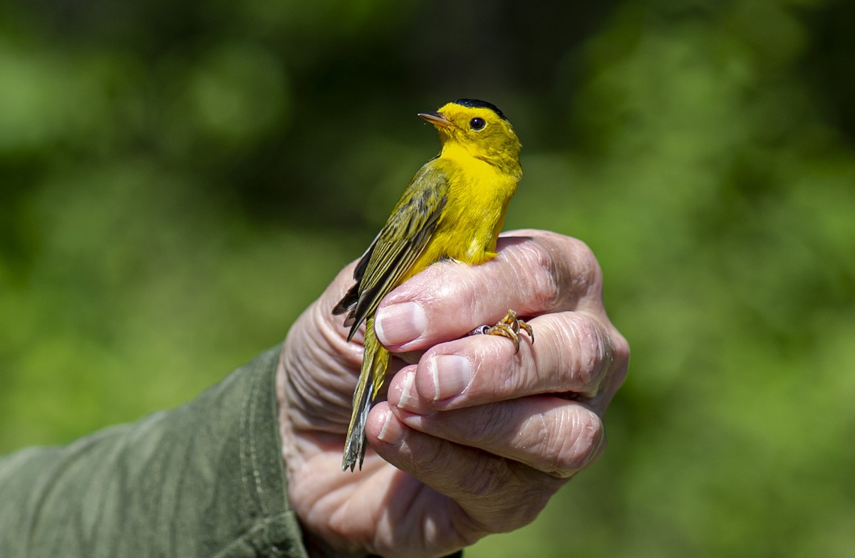 Wilson's Warbler - John Longhenry