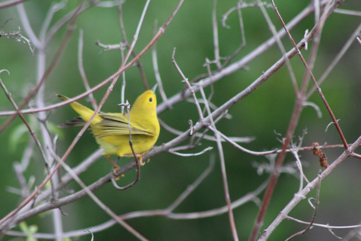 Yellow Warbler - Wendy Smith