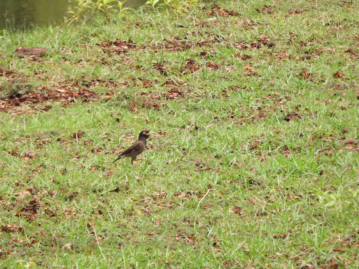 Common Myna - phitchayapha sinthipho